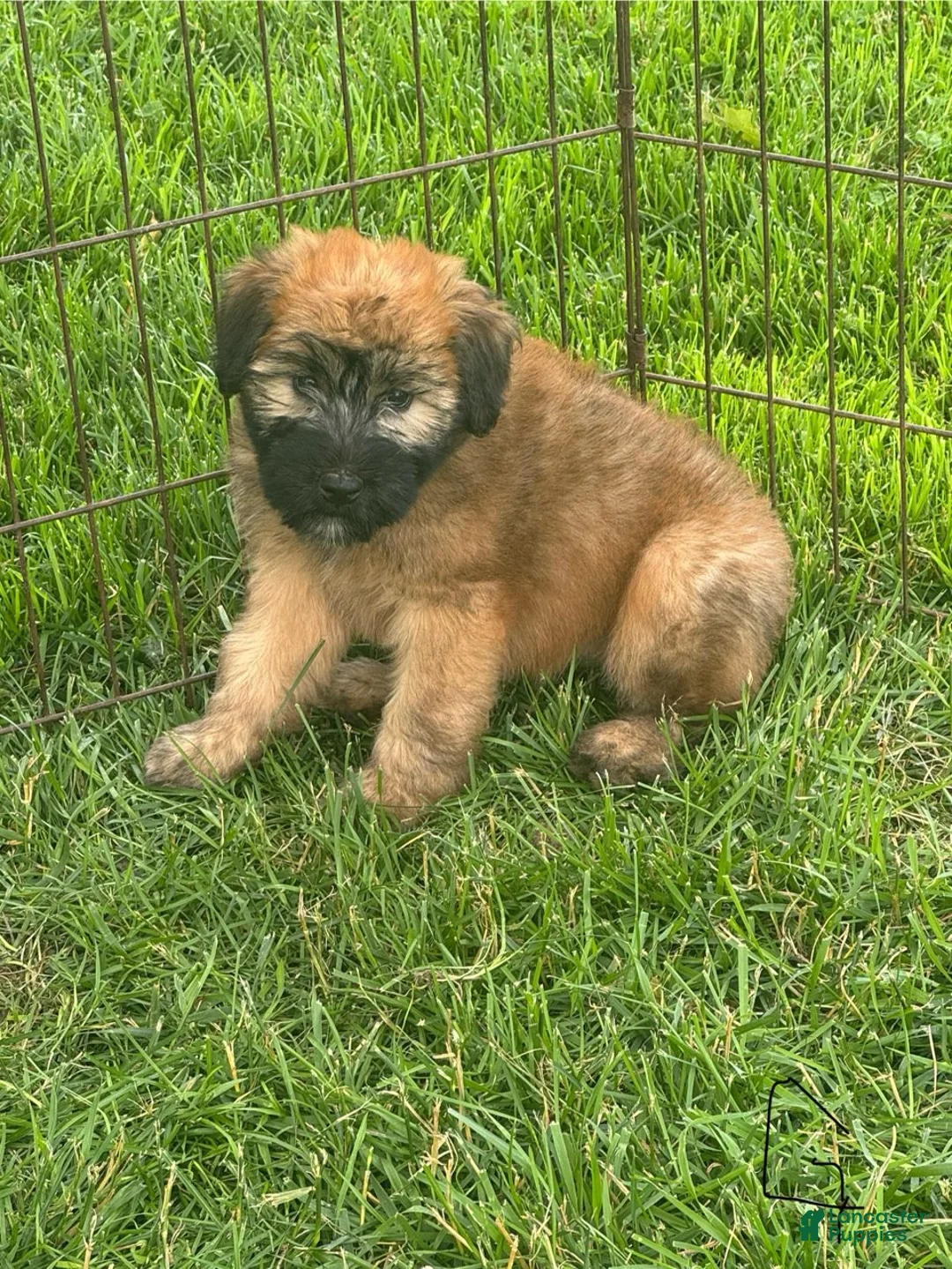 Soft Coated Wheaten Terrier dogs for sale: Grey - Ad 1