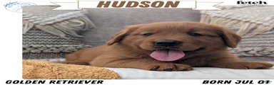 Hudson 