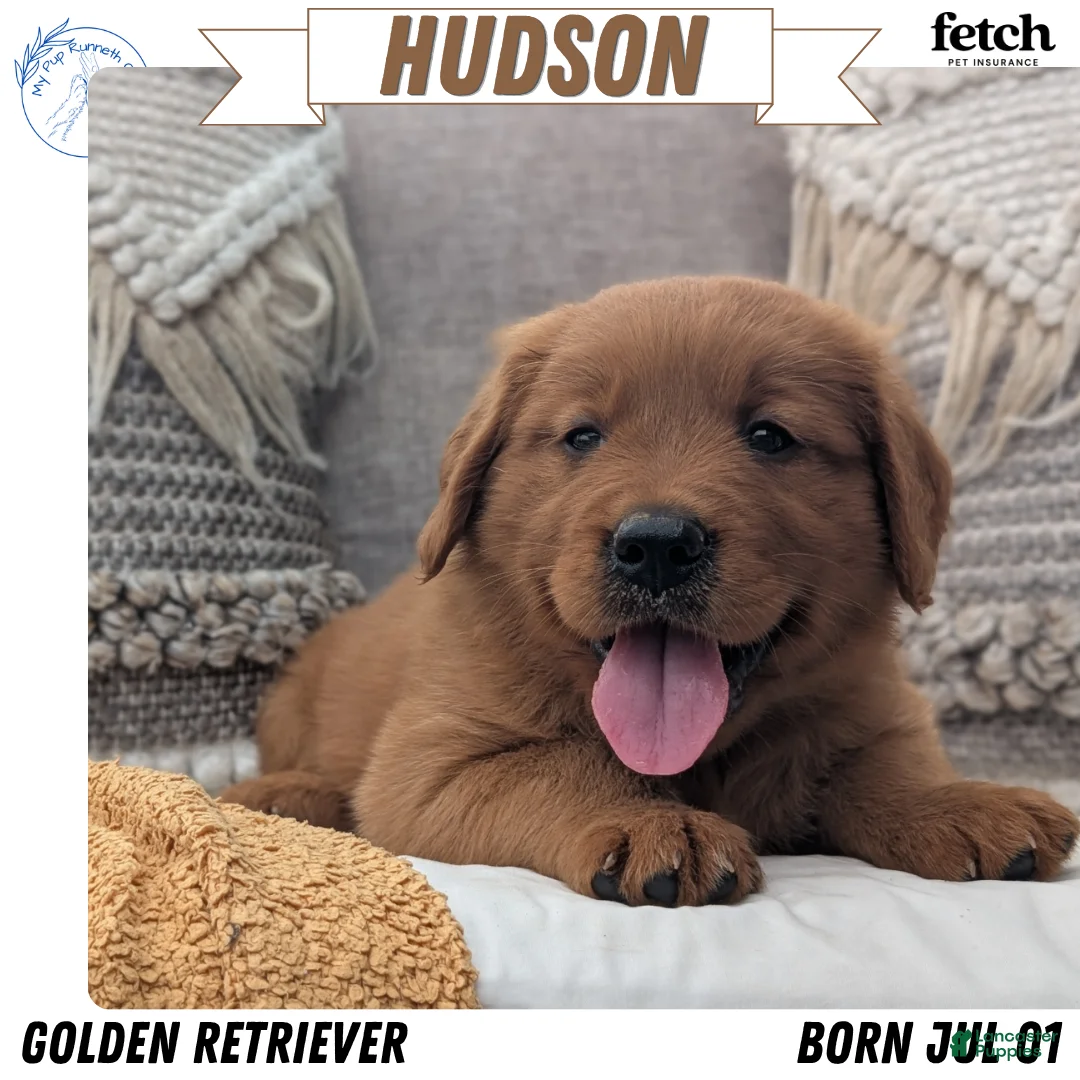 Golden Retriever dogs for sale: Hudson  - Ad 1