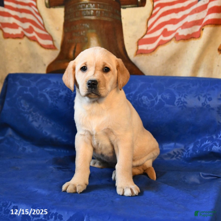 Labrador Retriever dogs Hazel - Ad 10