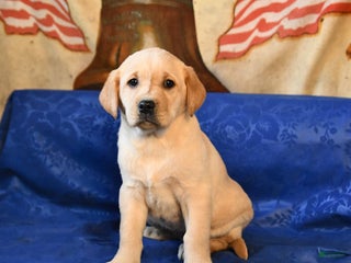 Labrador Retriever dogs Hazel - Ad 6