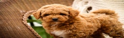 Shihpoo dogs for sale: Chase - Ad 11