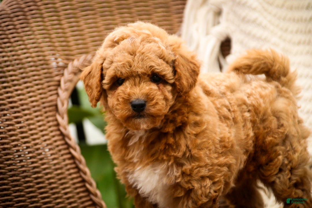 Shihpoo dogs for sale: Chase - Ad 11