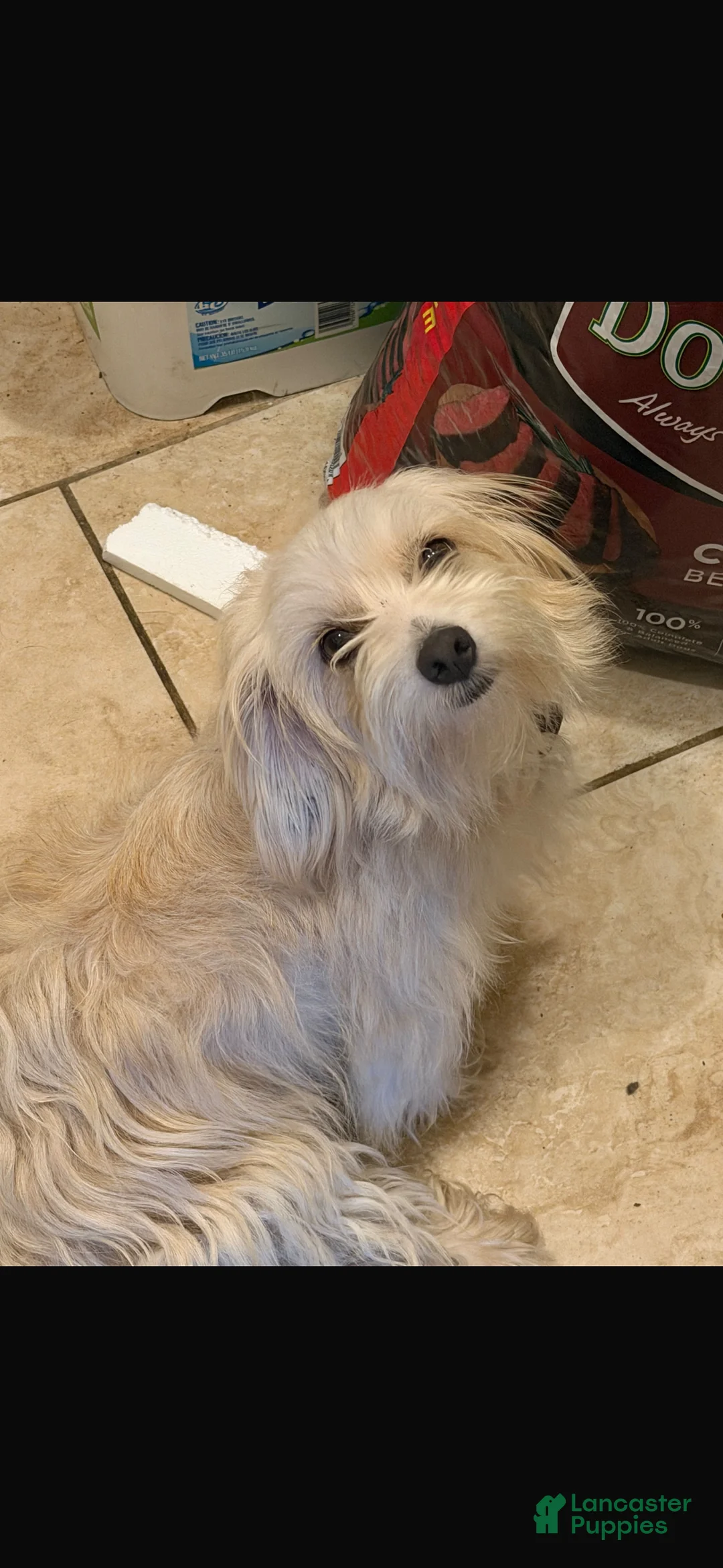Maltipoo dogs for sale: Maltipoo 1 - Ad 1