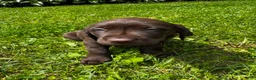 Labrador Retriever dogs for sale: Pascal - Ad 9
