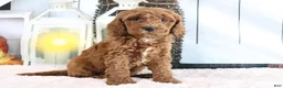 Mini Goldendoodle dogs for sale: Marshall - Ad 3
