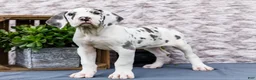 Great Dane dogs for sale: Kelly - Ad 2