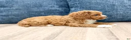 Cavapoo dogs for sale: Wyatt - Ad 5