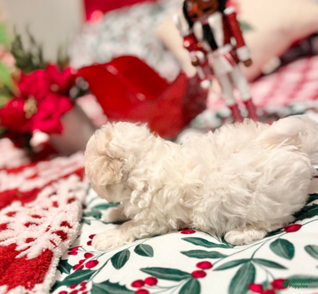 Bichon Frise dogs for sale: Paul - Ad 4