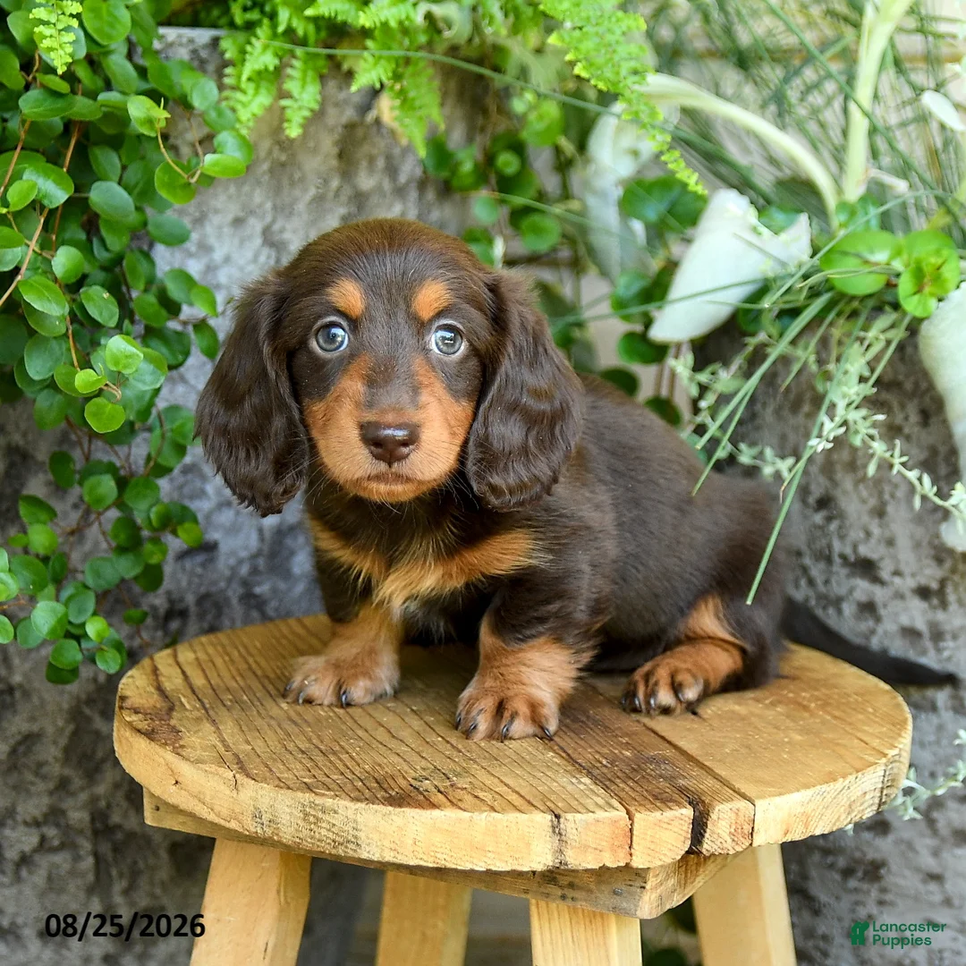 Miniature Dachshund dogs for sale: Ellie - Ad 5