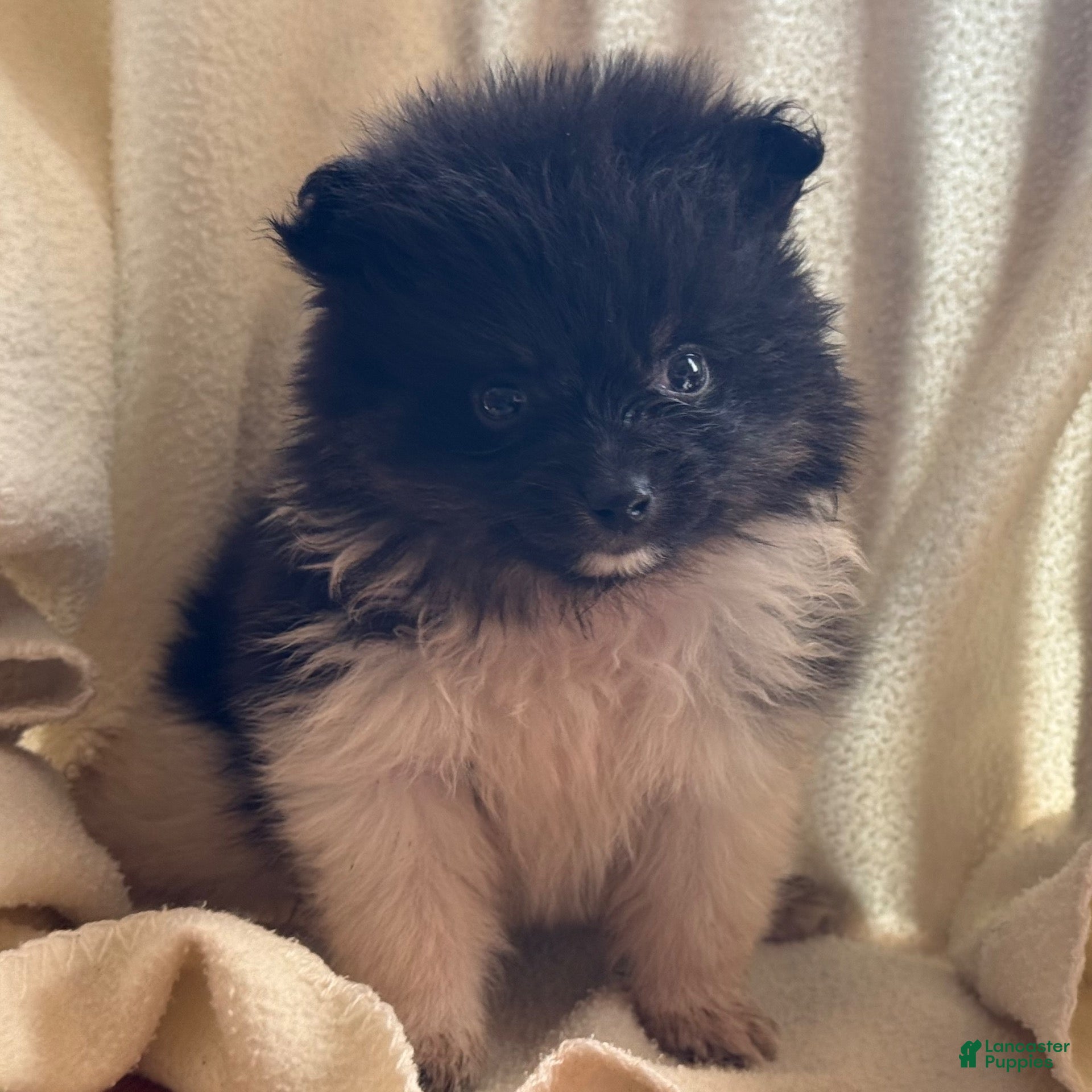 Pomeranian dogs Kashton - Ad 2