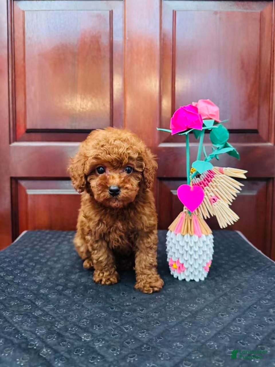 Toy Poodle dogs for sale: Milo - Ad 1