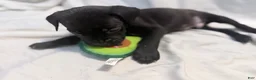 Cane Corso dogs for sale: Rufus AKC blue collar - Ad 20