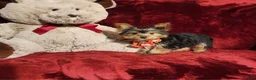 Yorkshire Terrier dogs for sale: MUNCHKIN - Ad 8
