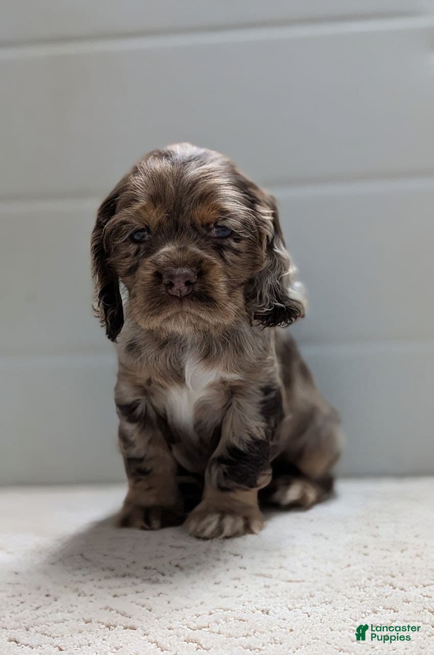 Cocker Spaniel dogs Vito - Ad 21