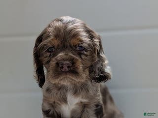 Cocker Spaniel dogs Vito - Ad 24