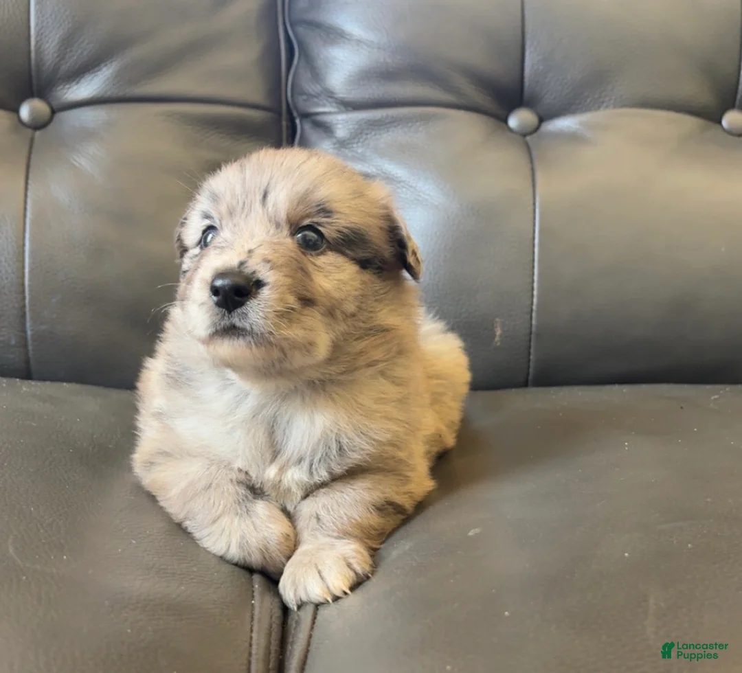 Australian Shepherd dogs for sale: Australian Shepherd 3 - Ad 2