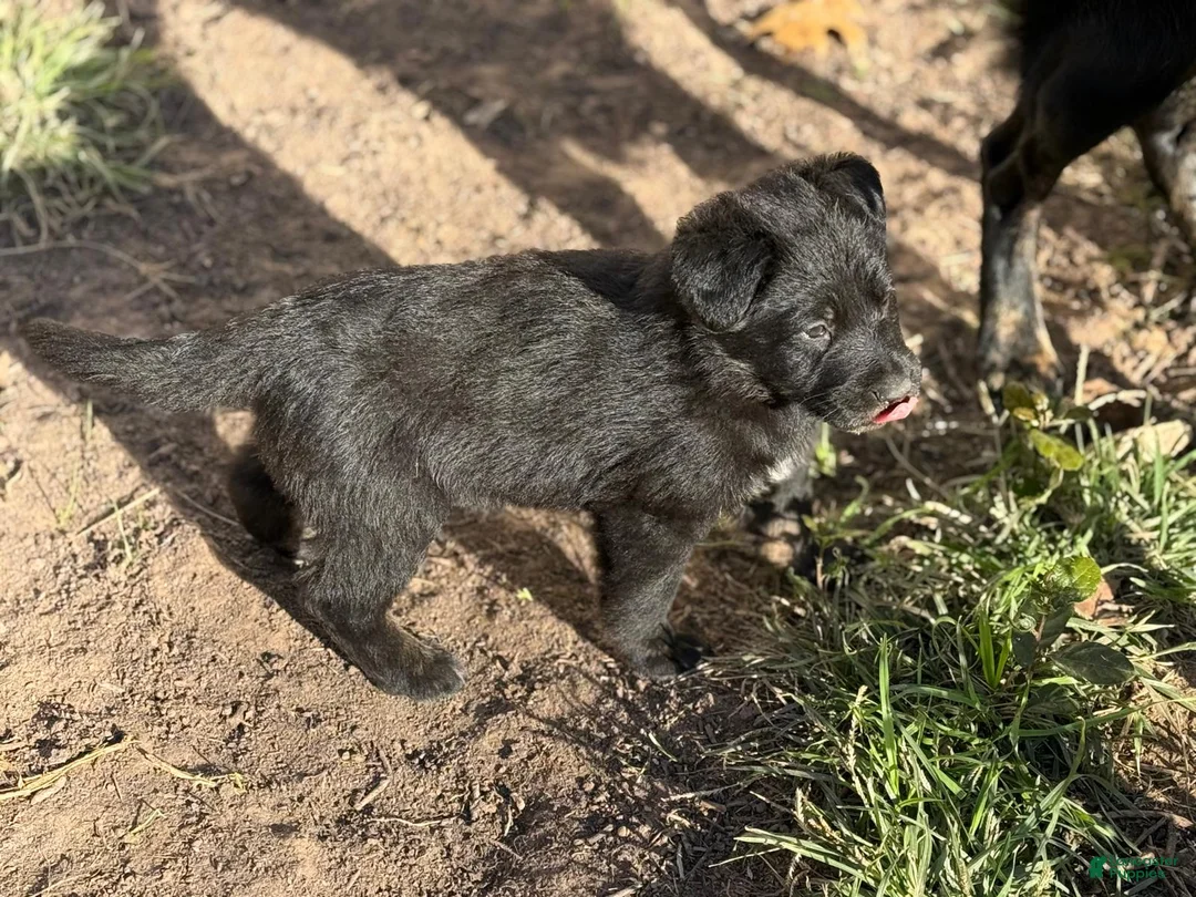 German Shepherd dogs for sale: German Shepherd Puppy 1 - Ad 7