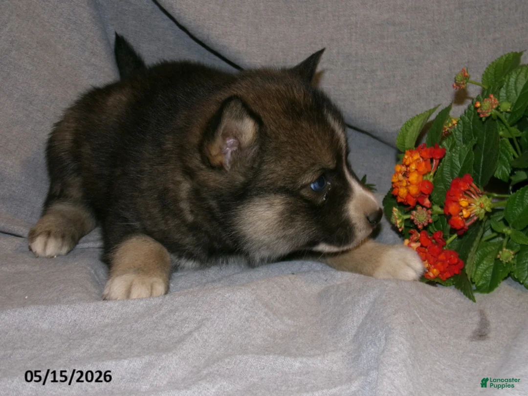 Pomsky dogs for sale: Jaxson - Ad 2
