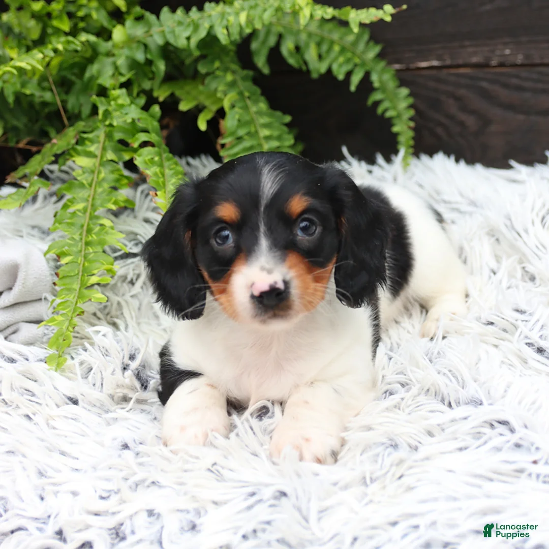 Miniature Dachshund dogs for sale: Dash - Ad 5
