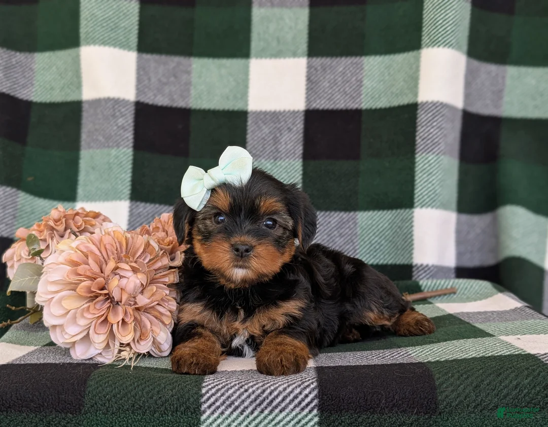 Shorkie dogs for sale: Meadow 7 lbs Full Grown - Ad 6