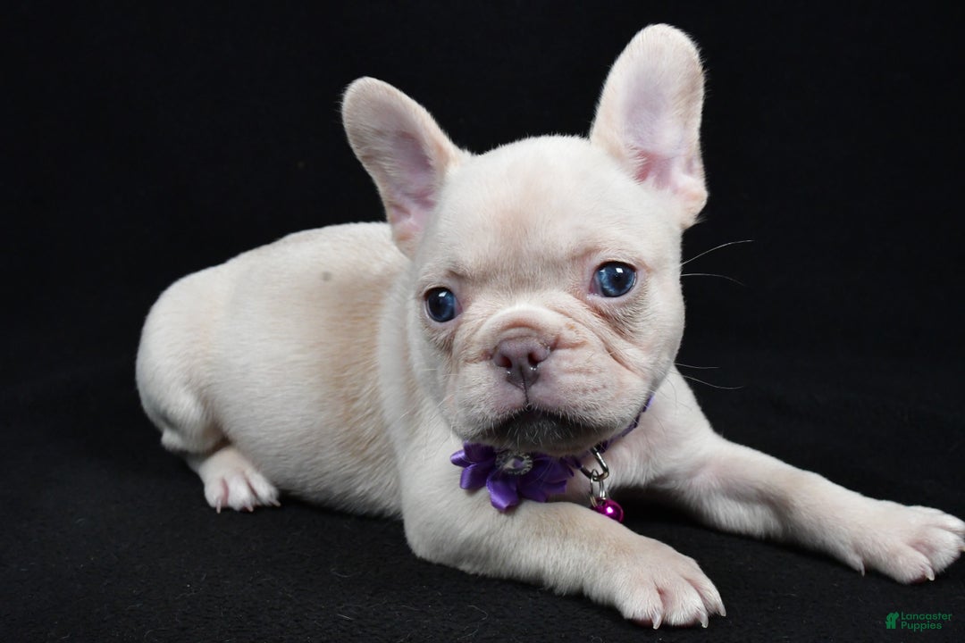 French Bulldog dogs for sale: Wendy - Ad 8