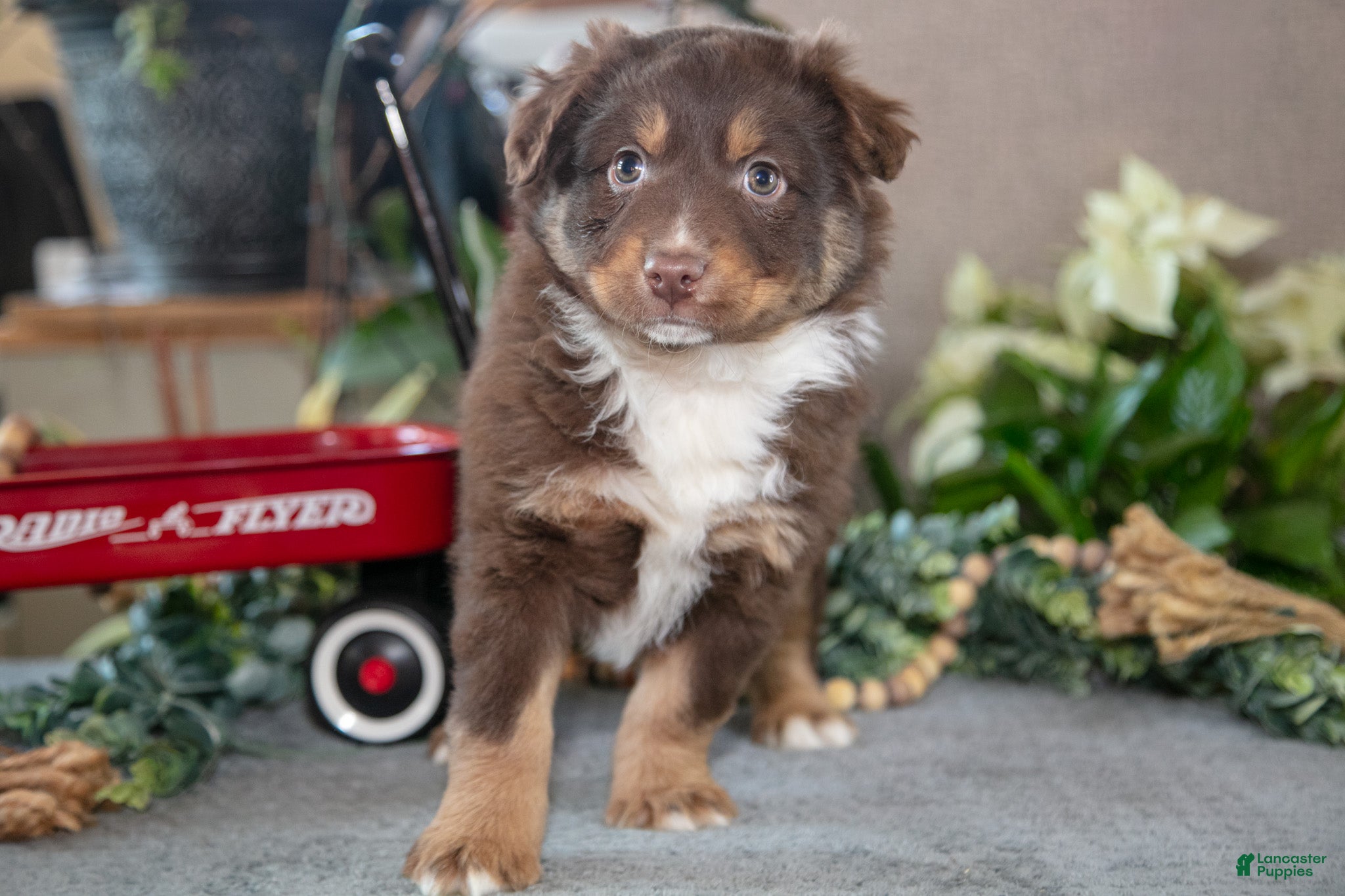 Miniature Australian Shepherd dogs Dusty - Ad 23