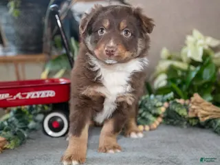 Miniature Australian Shepherd dogs Dusty - Ad 23