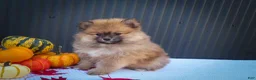 Pomeranian dogs for sale: 🐾 Meet Rolo — A Bouncy Little Ball of Fluff! 🐾 - Ad 3