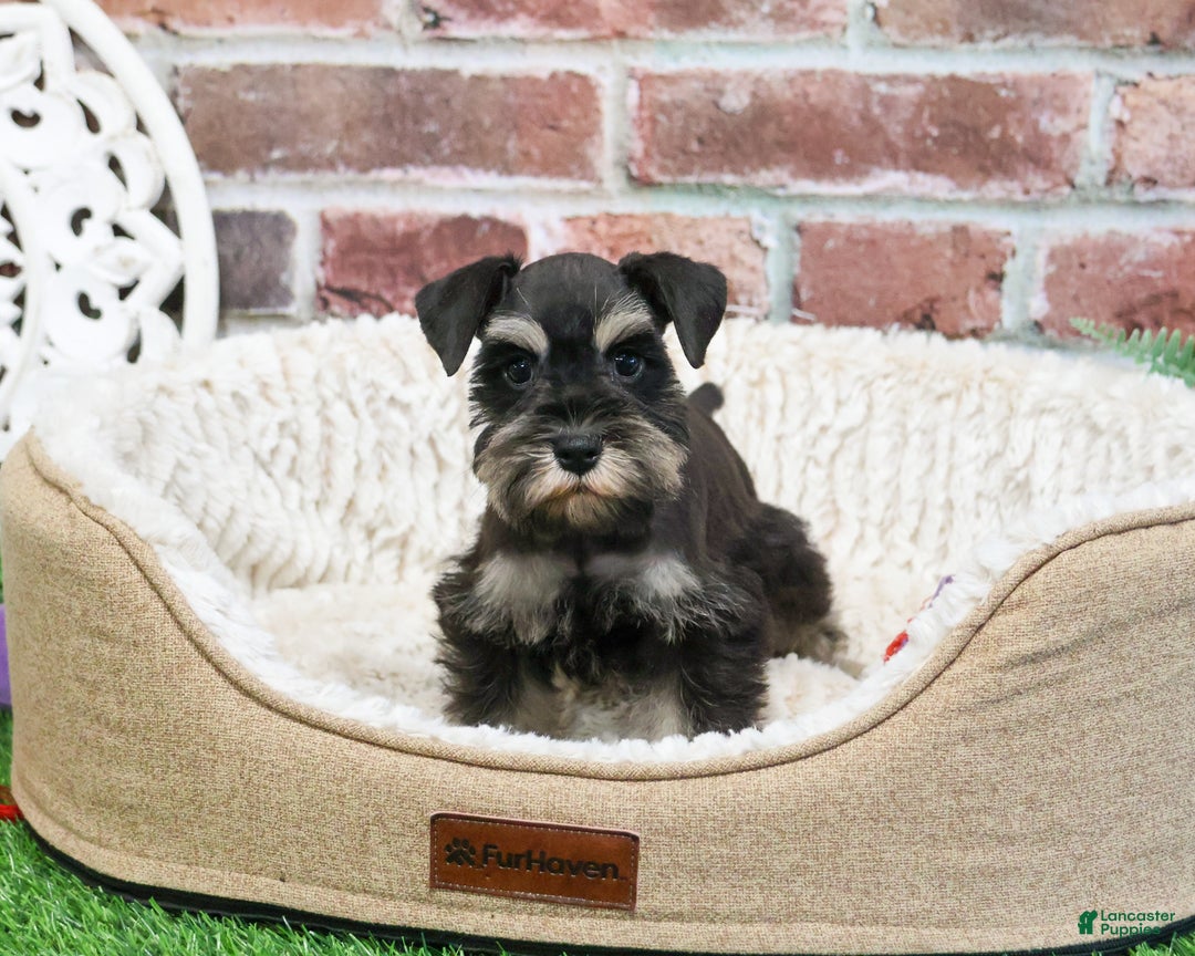 Miniature Schnauzer dogs for sale: Zahara - Ad 1