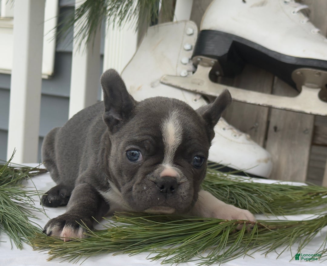 Frenchton dogs for sale: Whitney - Ad 4