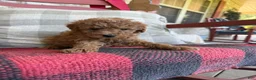 Mixed Breed dogs for sale: Taco - Ad 1