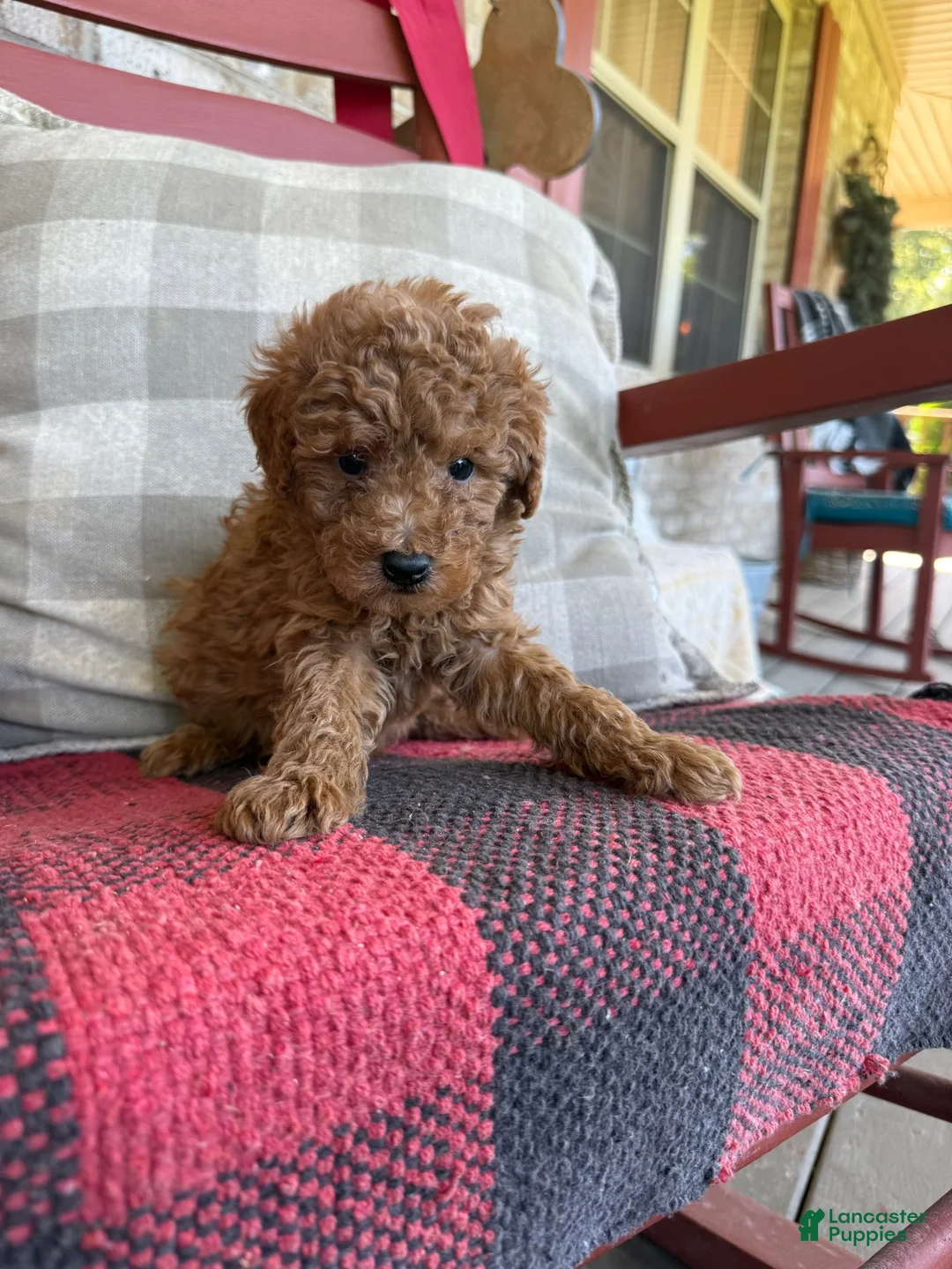 Mixed Breed dogs for sale: Taco - Ad 1