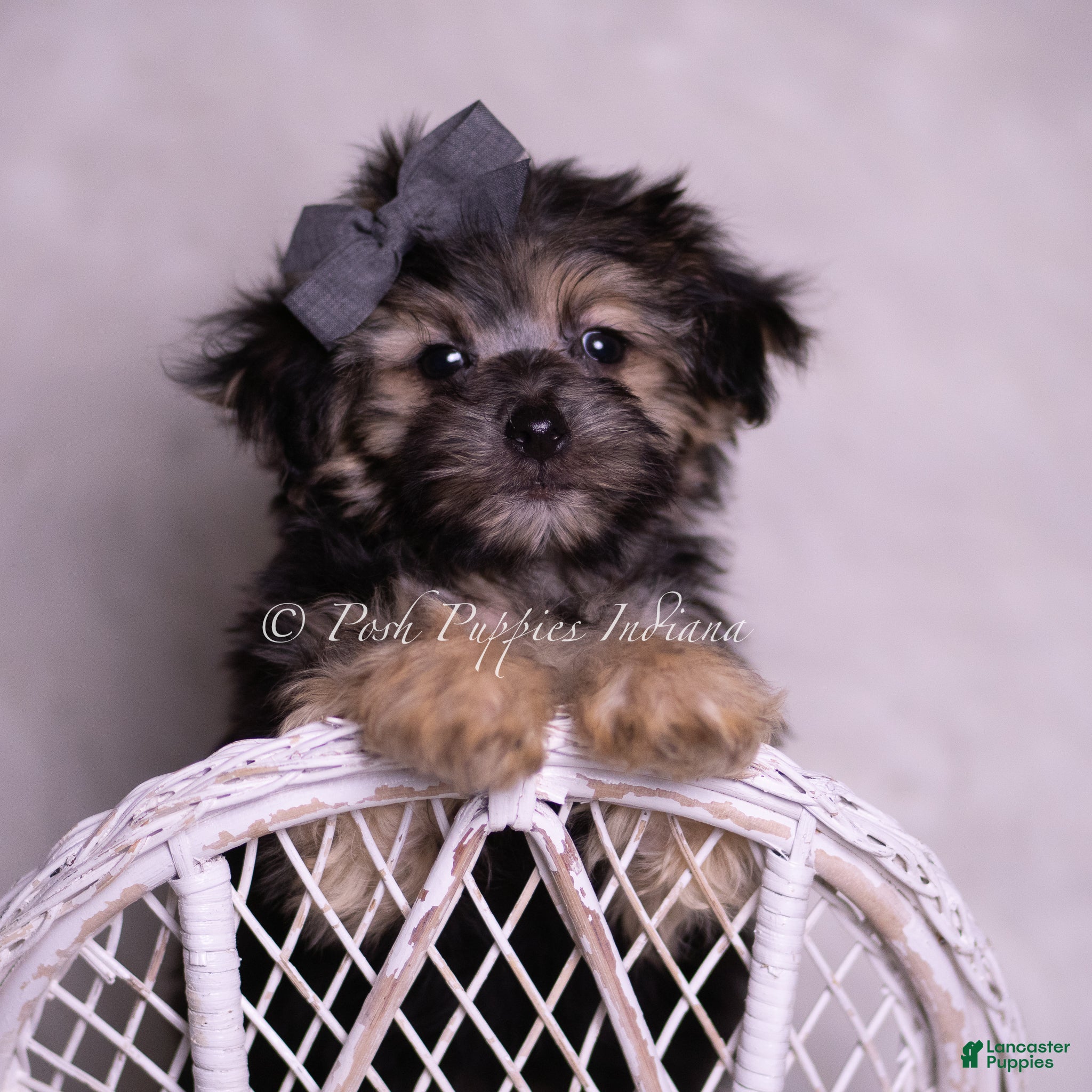 Morkie dogs  Donte - Ad 41