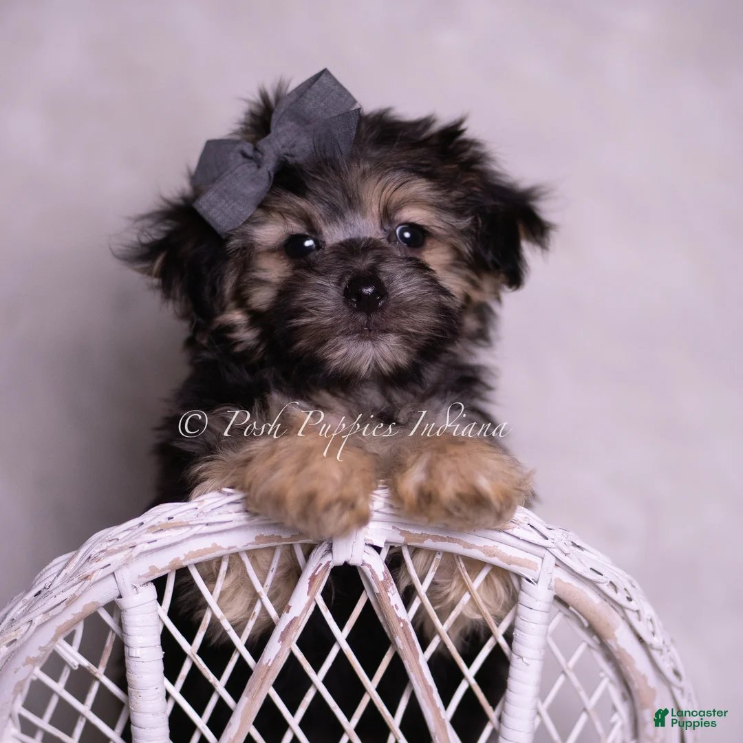 Morkie dogs for sale:  Donte - Ad 1