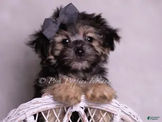 Morkie dogs Donte - Ad 41