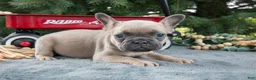 French Bulldog dogs for sale: Fido - Ad 2