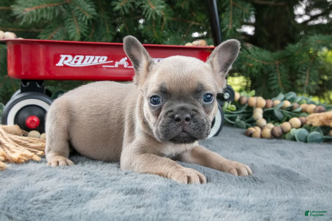 French Bulldog dogs for sale: Fido - Ad 2