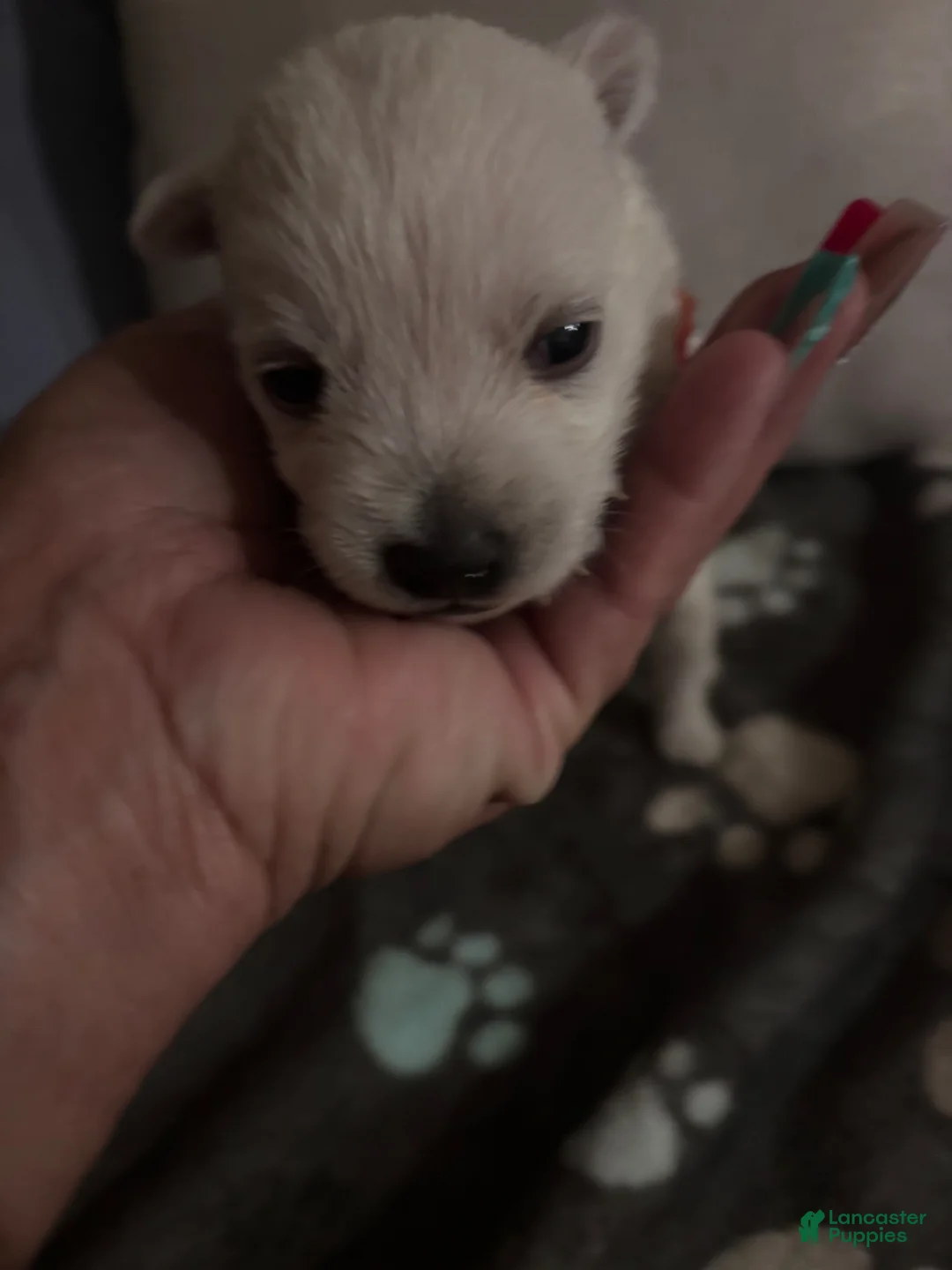 West Highland Terrier dogs for sale: West Highland Terrier Puppy 1 - Ad 2
