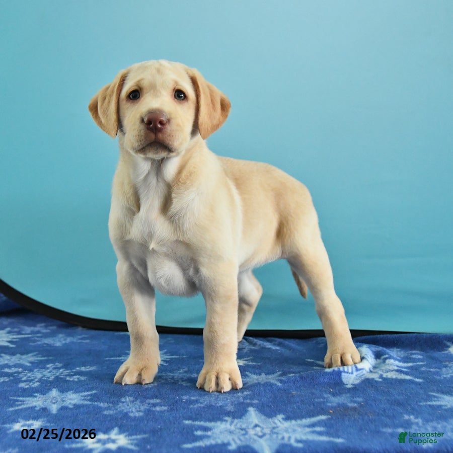 Labrador Retriever dogs Grace - Ad 1