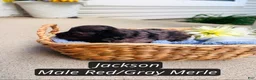 Pomapoo dogs for sale: Jackson - Ad 2