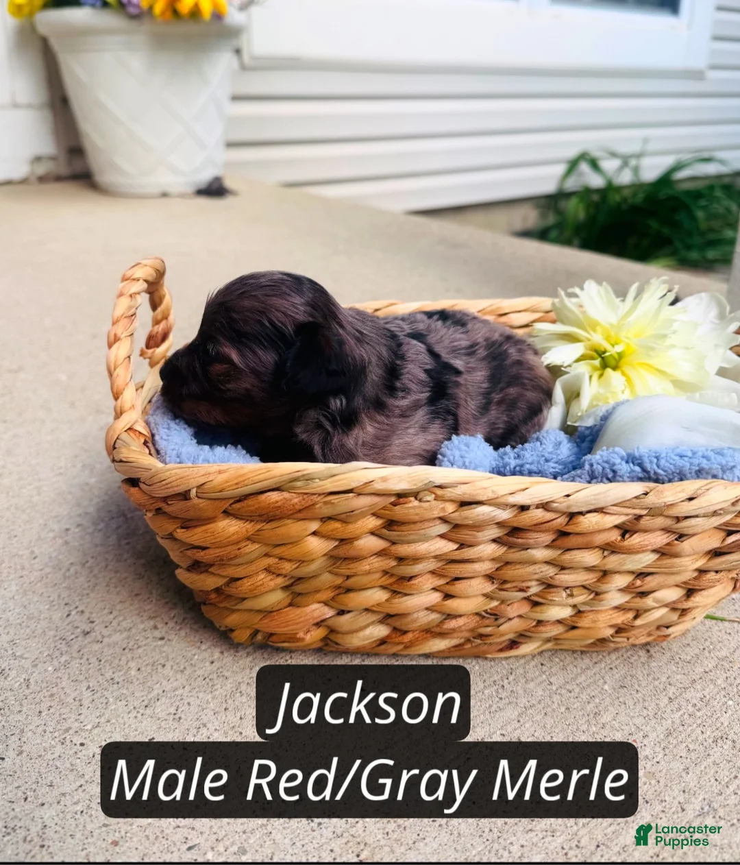 Pomapoo dogs for sale: Jackson - Ad 2