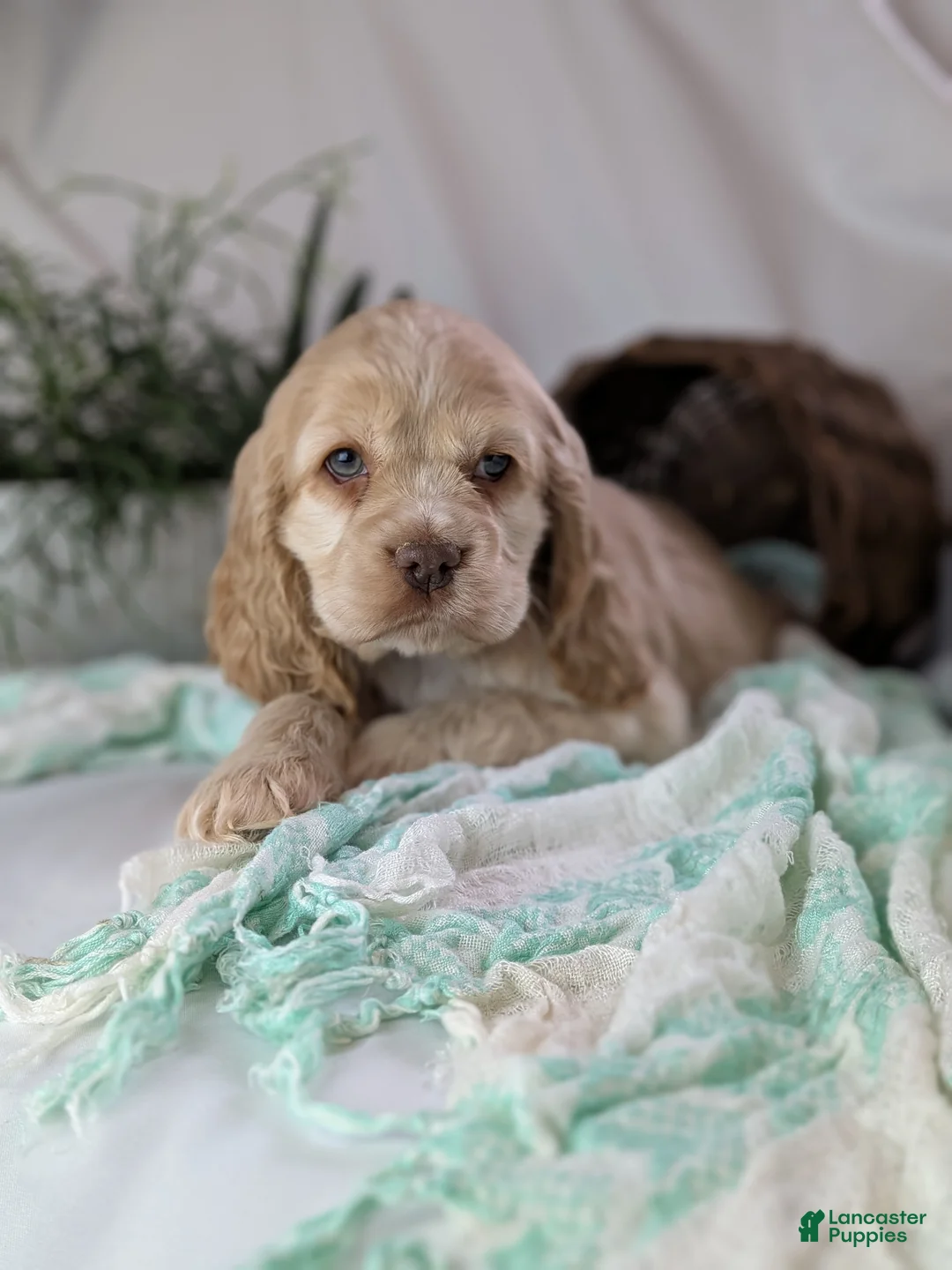 Cocker Spaniel dogs for sale: Zara - Ad 4