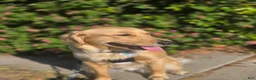 Golden Retriever dogs for sale: Orange collar - Ad 5