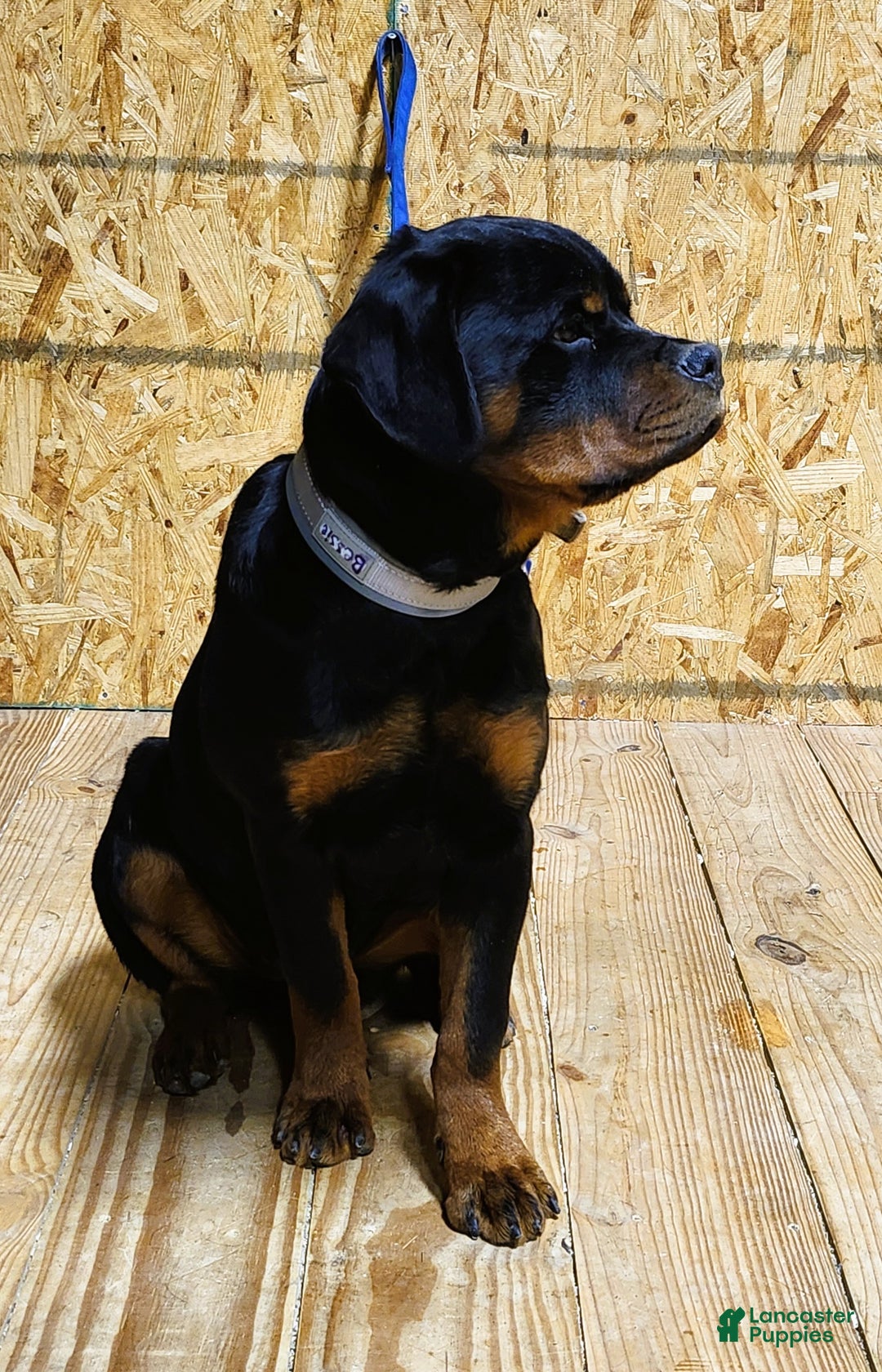 Rottweiler dogs for sale: Bessie - Ad 6