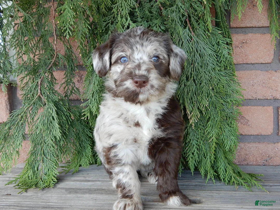 Labradoodle dogs for sale: Ella - Ad 1