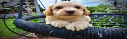 Havapoo dogs for sale: Alfie-SUMMER SALE!! $100 off listed price!! - Ad 3
