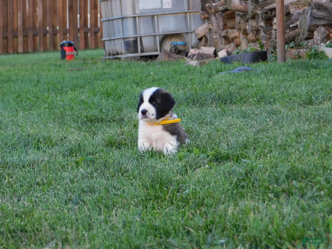 Saint Bernard dogs for sale: Lantana - Ad 1