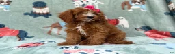Cavapoo dogs for sale: Buttercup  - Ad 6