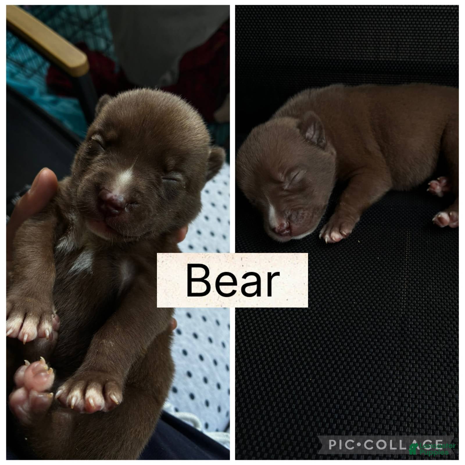 Bear